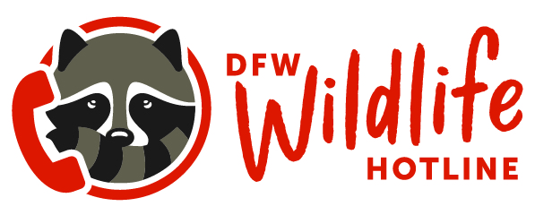 DFW Wildlife Hotline