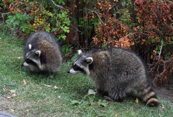 How to prevent raccoons from finding shelter on your property or home