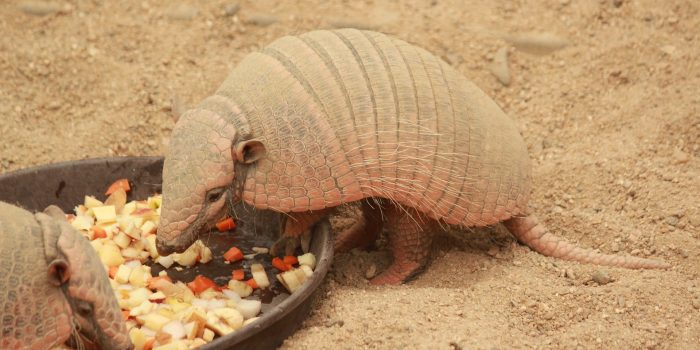 Ways to discourage wildlife in your yard
