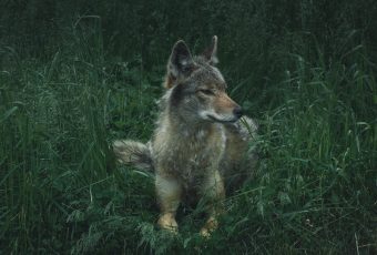 Basic conflict resolution of urban predators