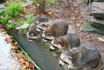 Interesting information on the raccoon