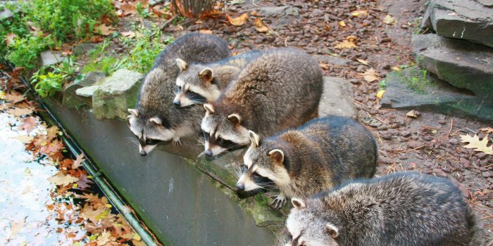 Interesting information on the raccoon