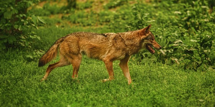 TPWD Urban Coyotes in Dallas/Fort Worth