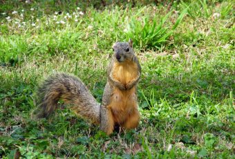 I found a baby squirrel!