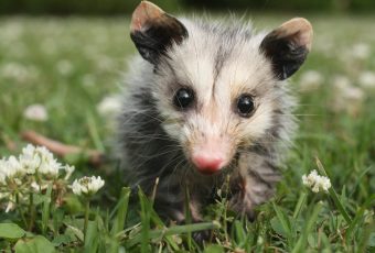 I found a baby opossum