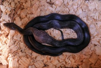Interesting information on Snakes