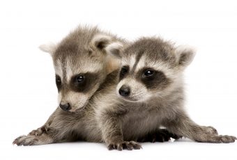 Ways to provide heat for orphan or injured wild animal