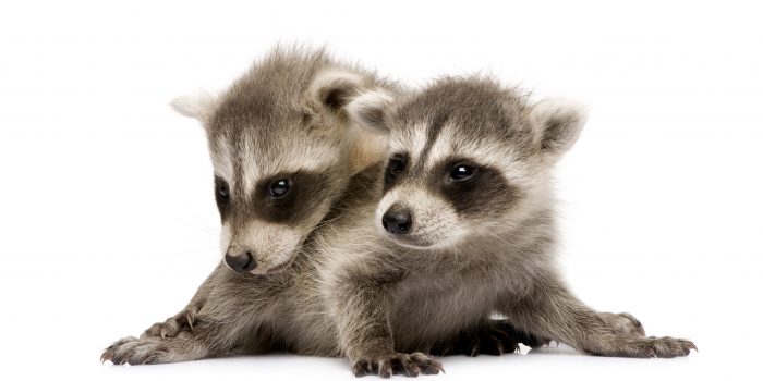 Ways to provide heat for orphan or injured wild animal