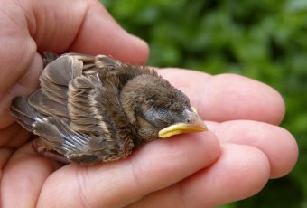 I found an injured adult bird