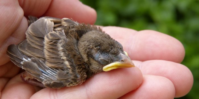 How to locate/Transport to a Wildlife Rehabilitator
