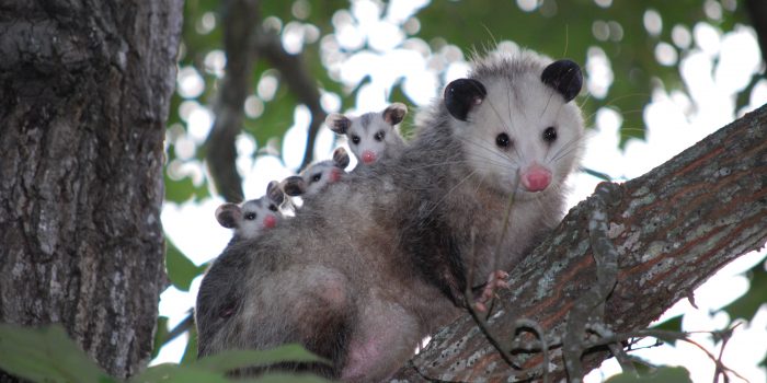 7 Tips for Choosing a Wildlife Control Company