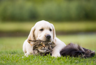 Domestic Pet Issues