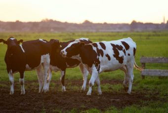 Livestock Issues